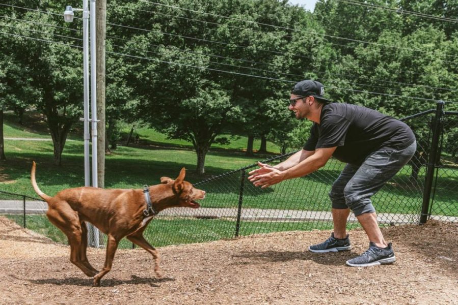 Evolve Companies Dog Park Knoxville