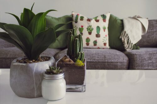 apartment houseplants succulents in living room