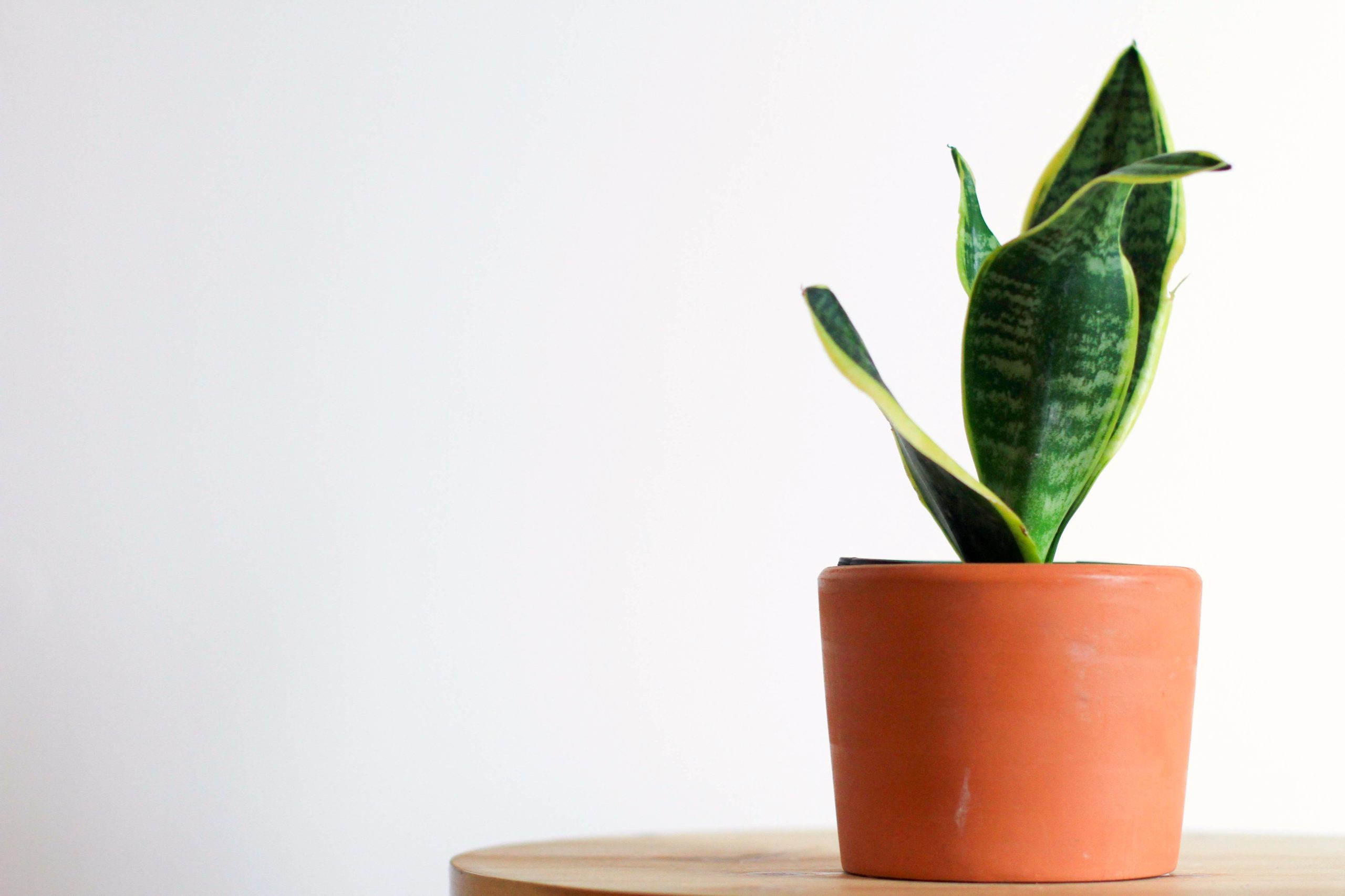 evolve-refresh-your-space-fall-snake-plant evolve refresh your space fall houseplants