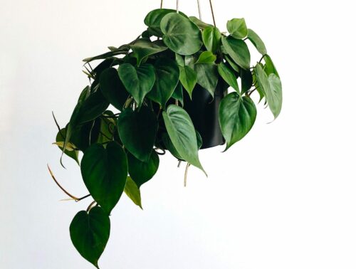 evolve-refresh-your-space-blog-pothos-houseplant evolve refresh your space pothos houseplant