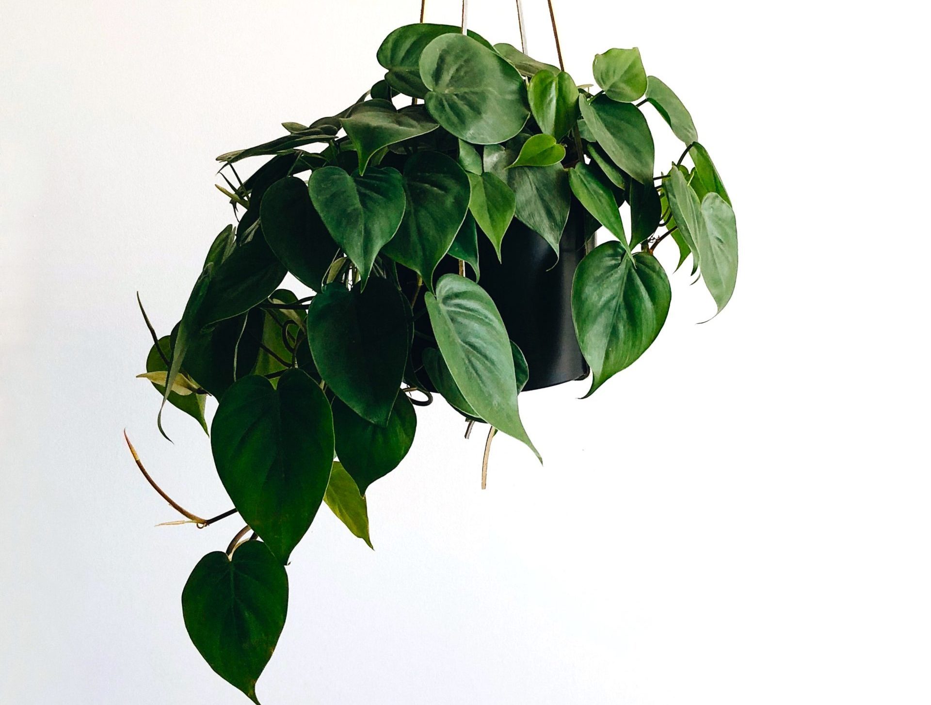 evolve refresh your space pothos houseplant