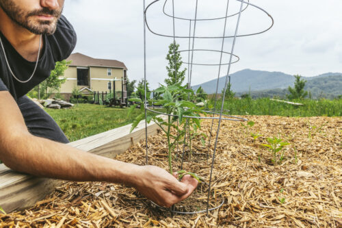 guy planting herbs in community garden at evolve