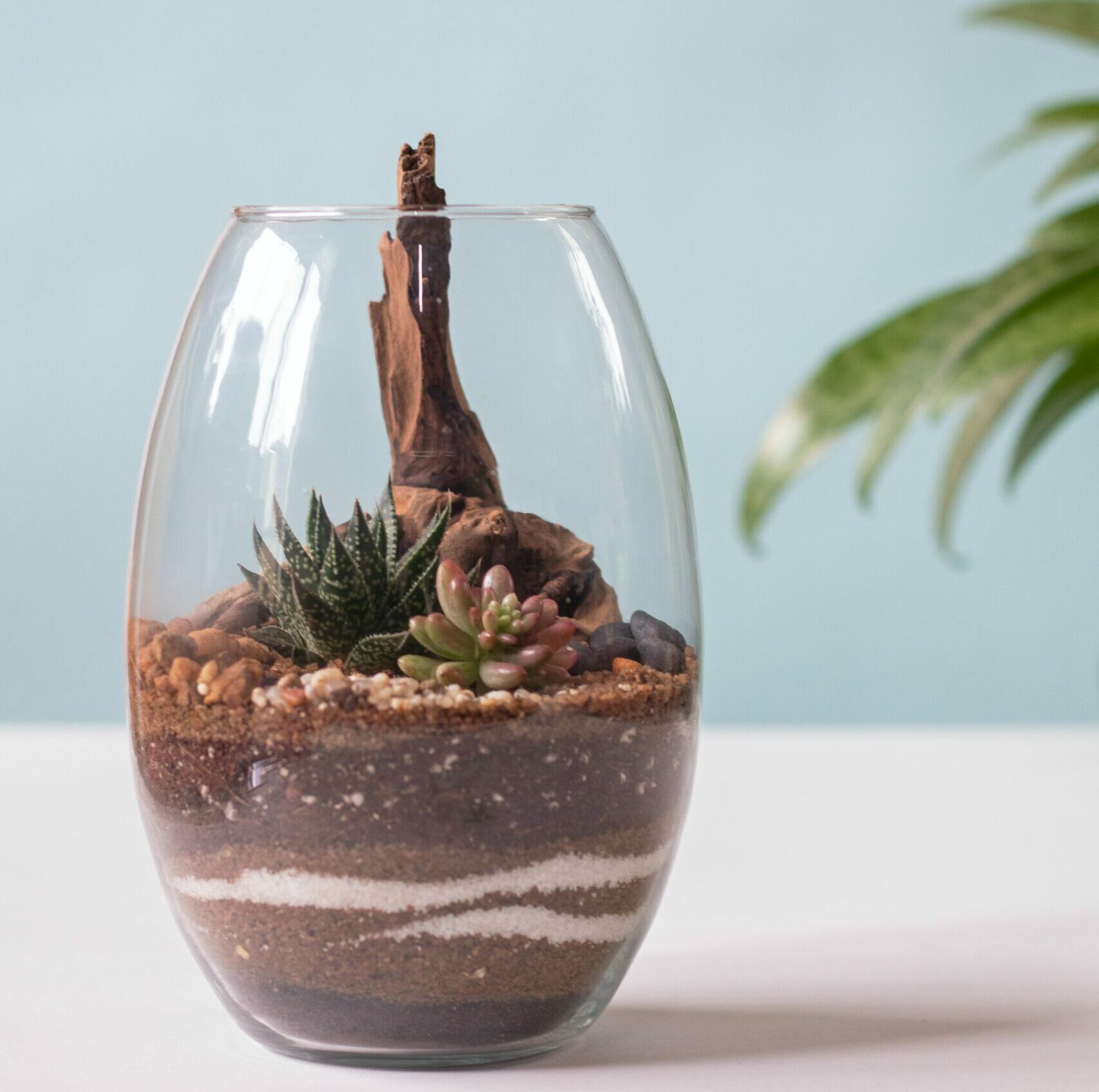 plant terrarium for valentines day evolve blog