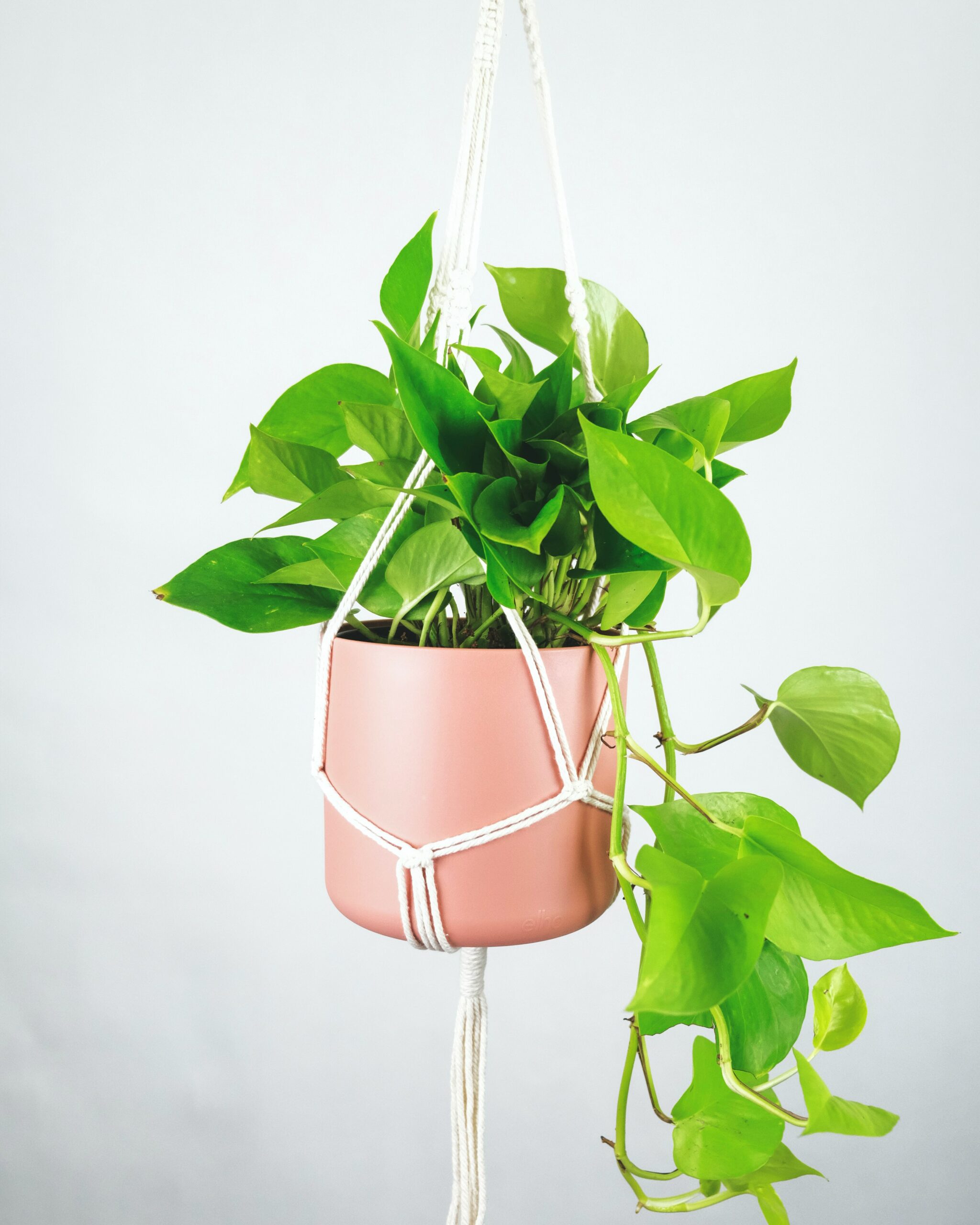 evolve blog simplify for spring pothos plant