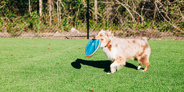 THE WAY YOU FETCH THE WAY YOU FETCH
